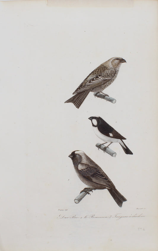 Bird, Chazal after Massart for de Buffon, Plate T4, c1830