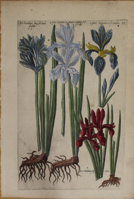 Botanical, de Bry,Johann Theodor, Iris Plate 37, Copperplate Engraving, 1612-1614