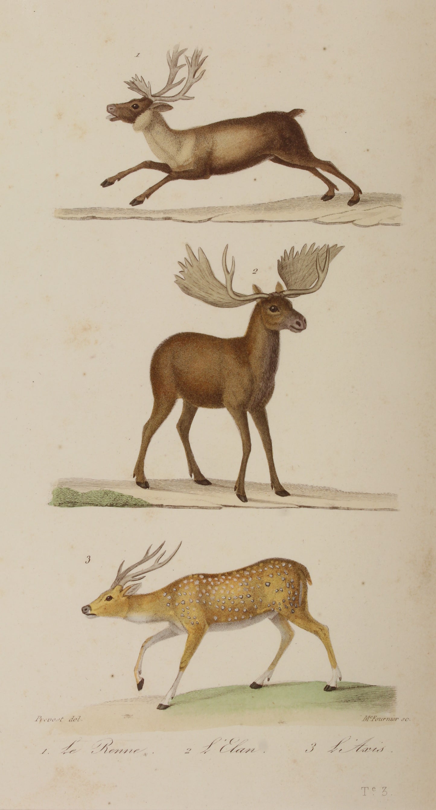 Animals: de Buffon, Deer by George-Louis Leclerc, Comte de Buffon, c1789