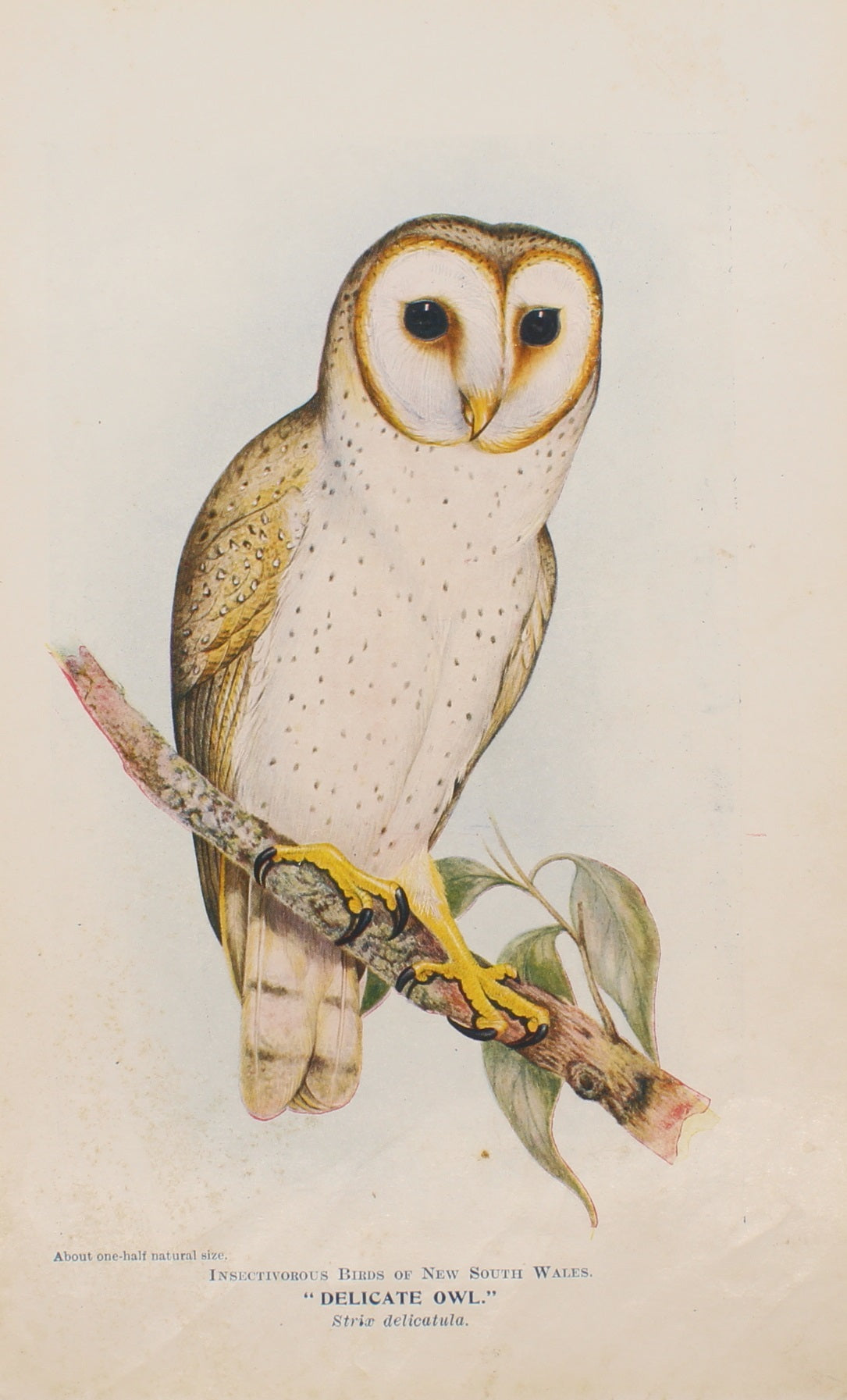 Bird, North Alfred John, Delicate Owl,1896-7