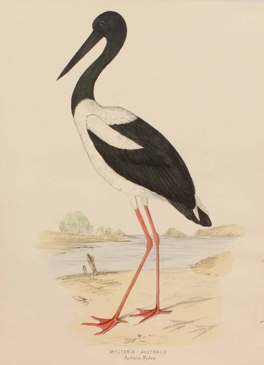 Bird, Diggles, Silvester, Mycteria Australis, published in Brisbane, 1886 -1870