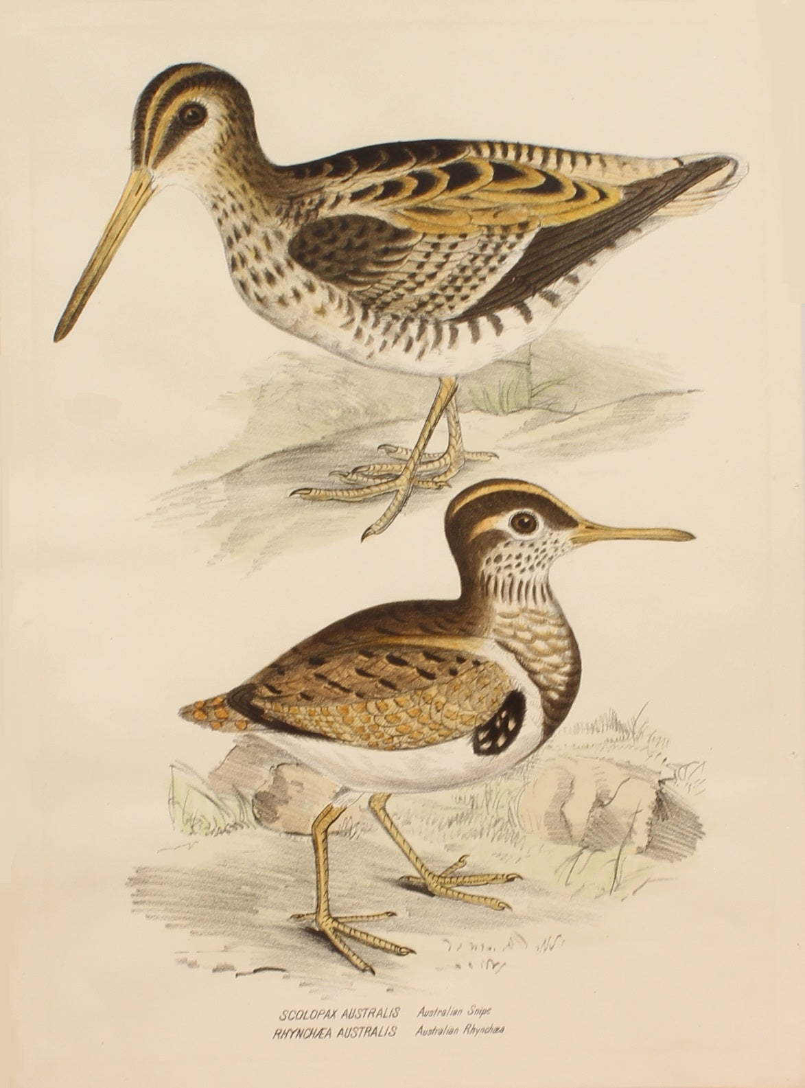 Bird, Diggles, Silvester, Australian Rhynchaea, Australian Snipe, published in Brisbane, 1886 -1870