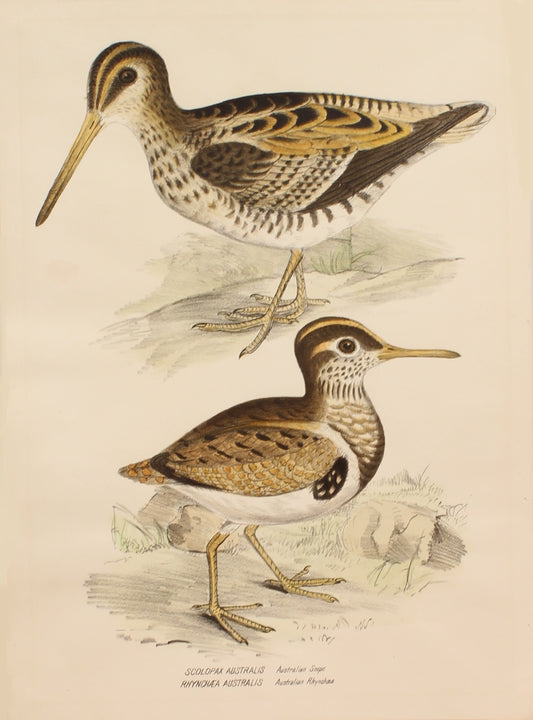 Bird, Diggles, Silvester, Australian Rhynchaea, Australian Snipe, published in Brisbane, 1886 -1870