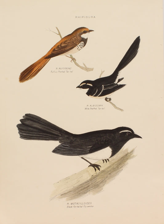 Bird, Diggles, Silvester, Black Fan Tailed Fly Catcher, White Shafted Fan Tail, Rufous Fronted Fan Tail, published in Brisbane, 1886 -1870