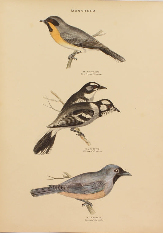 Bird, Diggles, Silvester, Carinated, and White Eared, and Black Fronted Fly Catchers, published in Brisbane, 1886 -1870