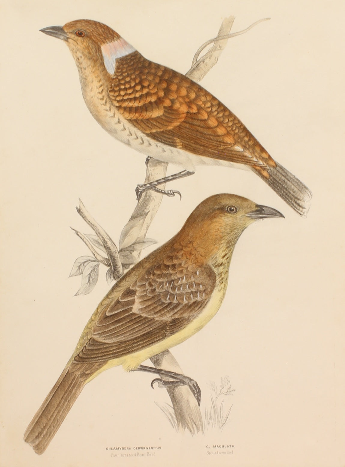 Bird, Diggles, Silvester, Fawn Breasted and Spotted Bower Bird, published in Brisbane, 1886 -1870