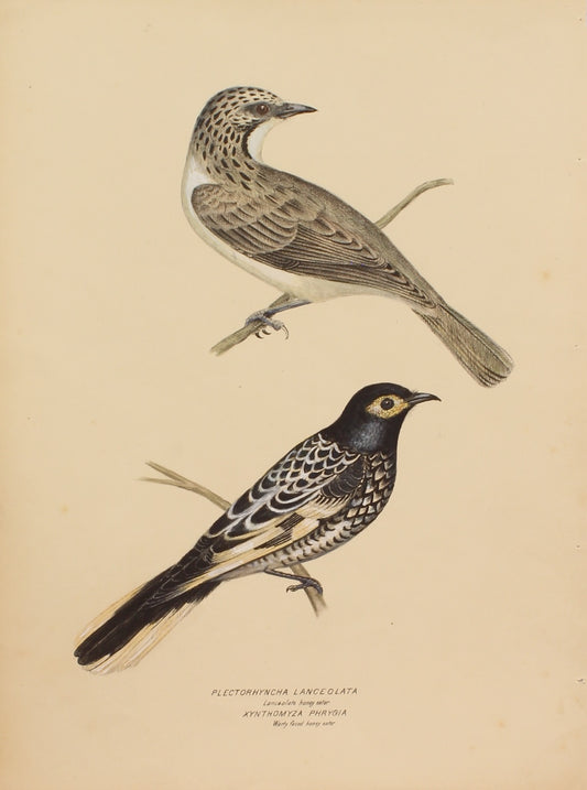 Bird, Diggles, Silvester, Lanceolate and Warty Faced Honey Eaters, published in Brisbane, 1886 -1870