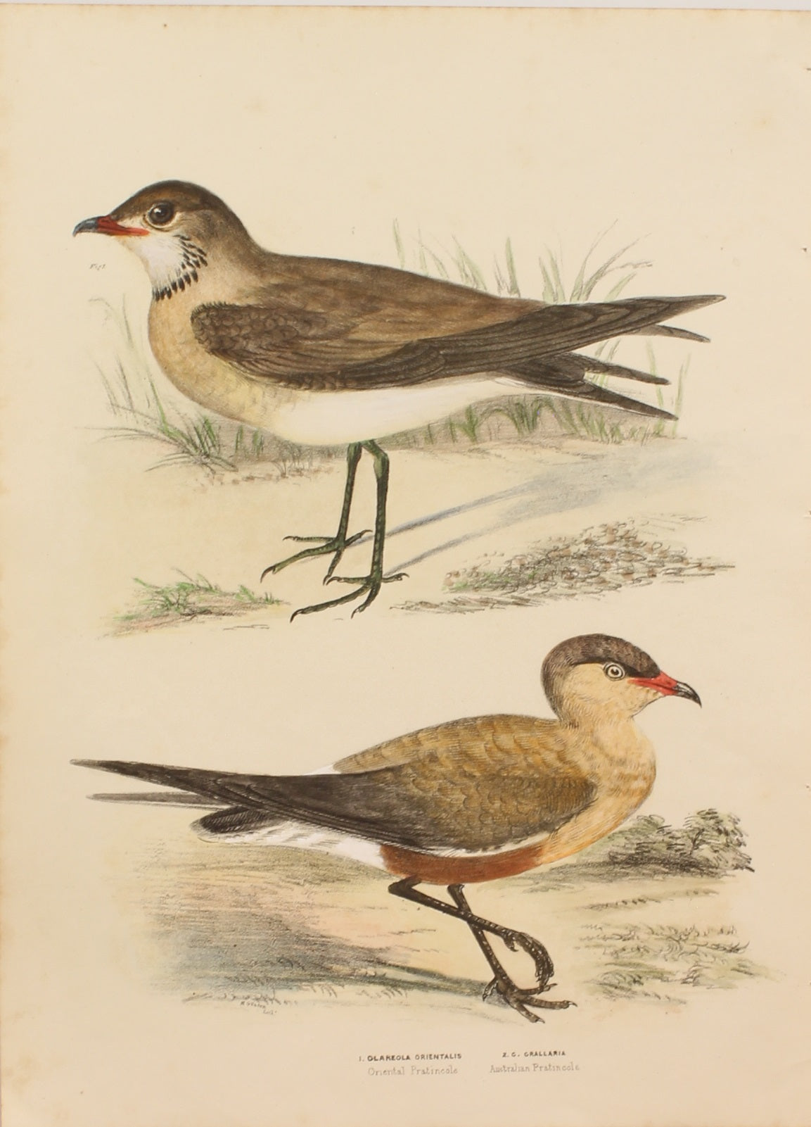 Bird, Diggles, Silvester, Oriental Pratincole and Australian Pratincole, published in Brisbane, 1886 -1870