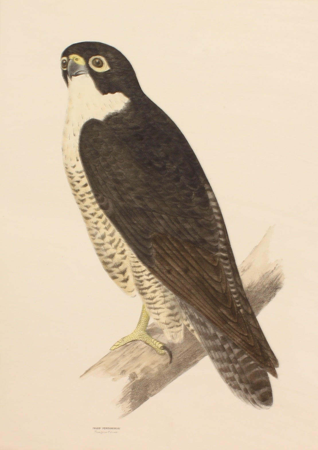 Bird, Diggles, Silvester, Peregrine Falcon, published in Brisbane, 1886 -1870