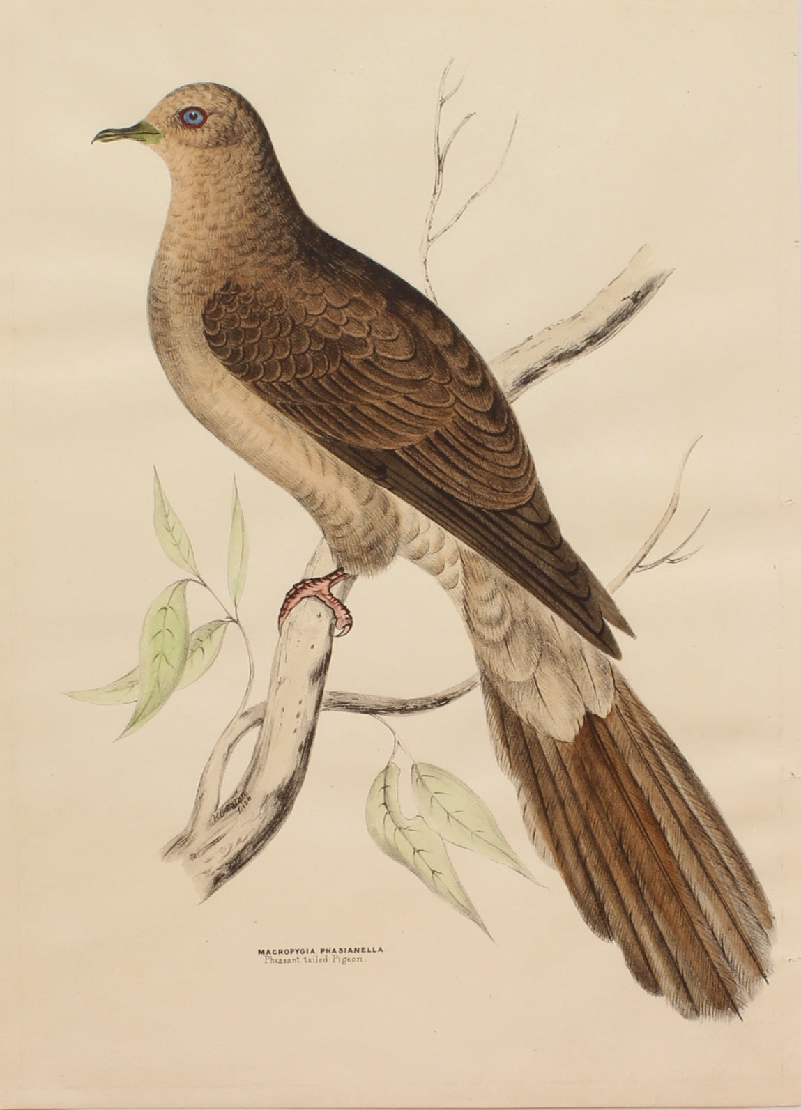 Bird, Diggles, Silvester, Pheasant Tailed Pigeon, published in Brisbane, 1886 -1870