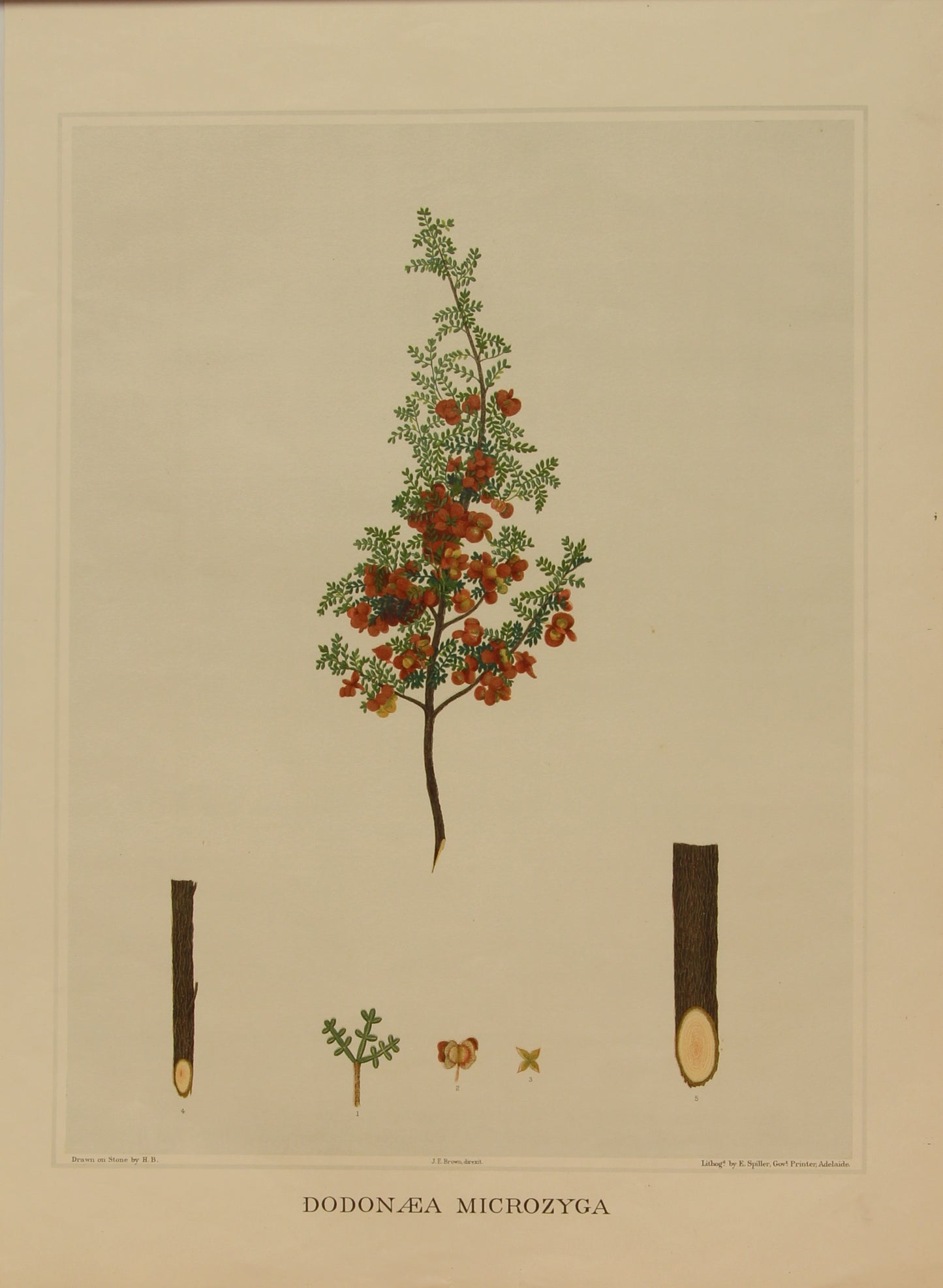 Botanical, Brown John Ednie, Dodonaea Microgyza, chromolithograph, 1882-1890