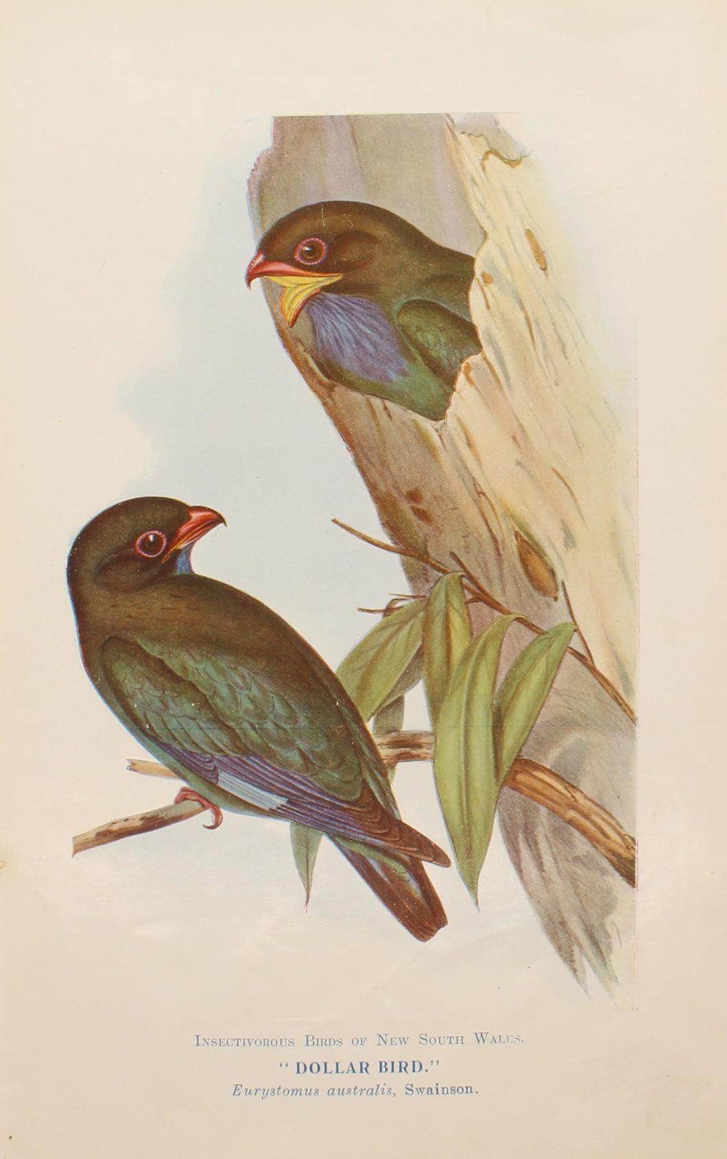 Bird, North Alfred John, Dollar Bird, Insectivorous Birds of NSW, 1896-7