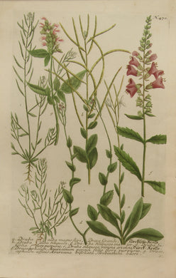 Botanical, Hill, Sir John, Draba, The Vegetable System, London: 1770-1775.