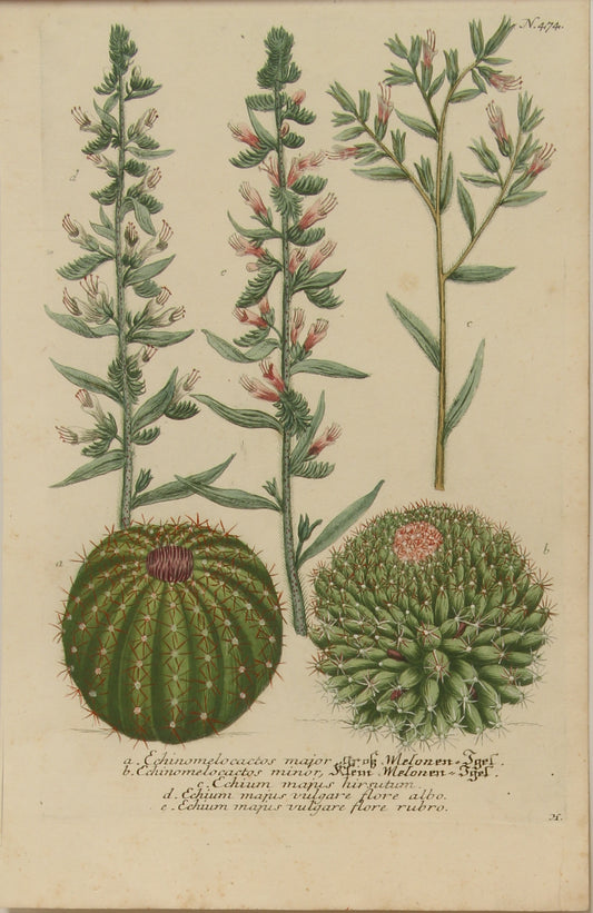 Botanical, Weinmann, Johann Wilhelm: Ehinomelo Cactos,  Phytanthoza Iconographia, c1737