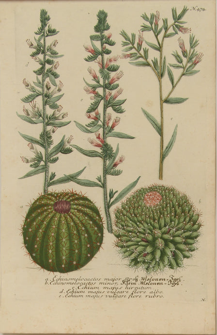 Botanical, Hill Sir John, Echinomelocacto, The Vegetable System, London: 1770-1775.