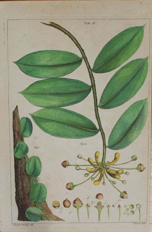 Botanical, Ehret Georg Dionysius, Ehretia Tinifolia, Tab 26