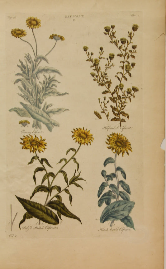 Botanical, Hill, Sir John: Elfwort, The Vegetable System, London:  1770-1775.