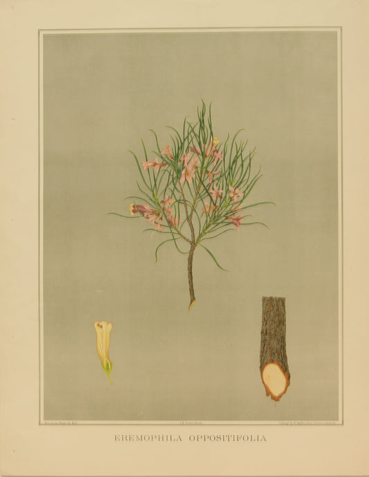 Botanical, Brown John Ednie, Eremophila Oppositifolia, chromolithograph, 1882-1890