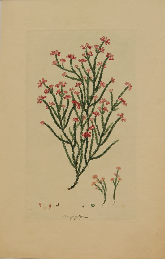 Botanical, Andrews Henry, Erica Flagelliformis, Copperplate Engraving,1797