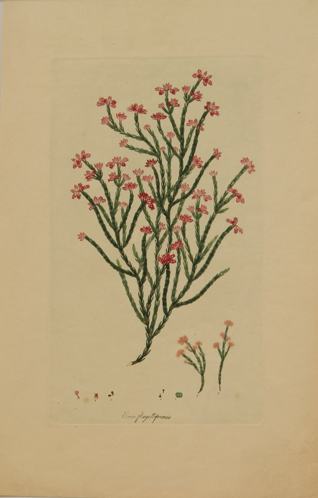 Botanical, Andrews Henry, Erica Flagelliformis, Copperplate Engraving,1797