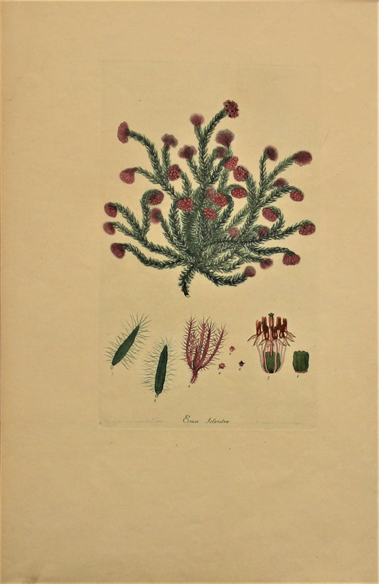 Botanical, Andrews Henry, Erica Folandra, Copperplate Engraving,1797