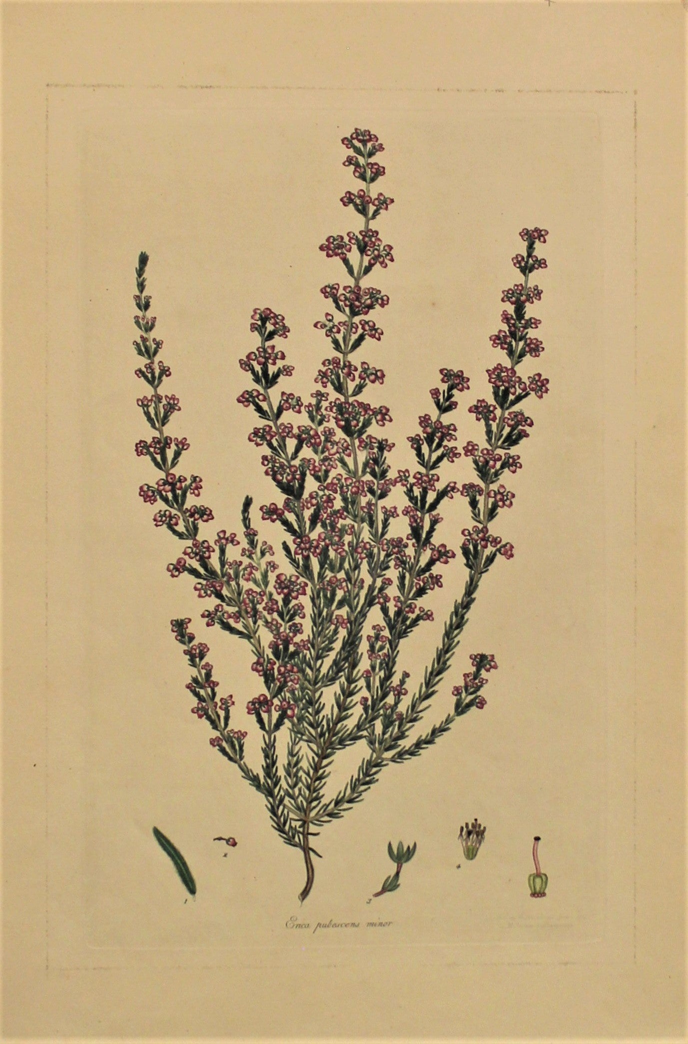 Botanical, Andrews Henry, Erica Pubescens, Copperplate Engraving,1797