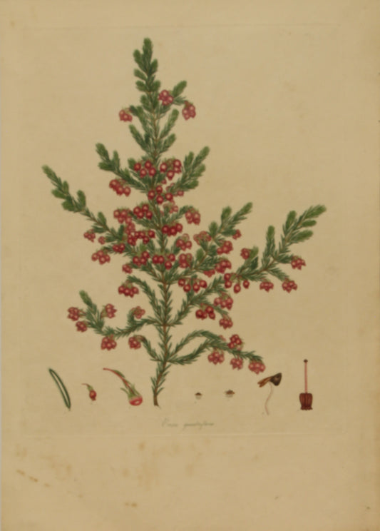 Botanical, Andrews Henry, Erica Quadriflora, Copperplate Engraving,1797