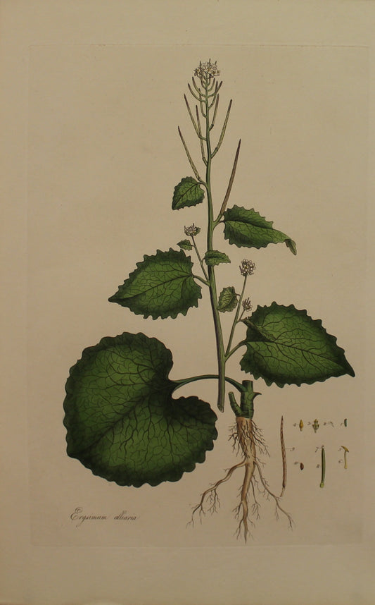 Botanical, Curtis William, Erysimum Alliaria, Garlic Hedge Mustard, Jack by the Hedge, or Sauce-Alone, Flora Londonensis, c1817