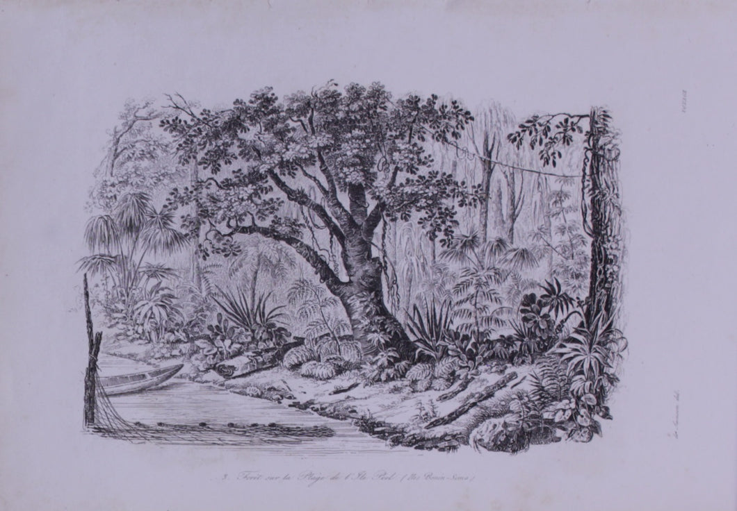 Historical, De Sainson, Forest on Peel Island Beach (the Bonin-Sima), c1798