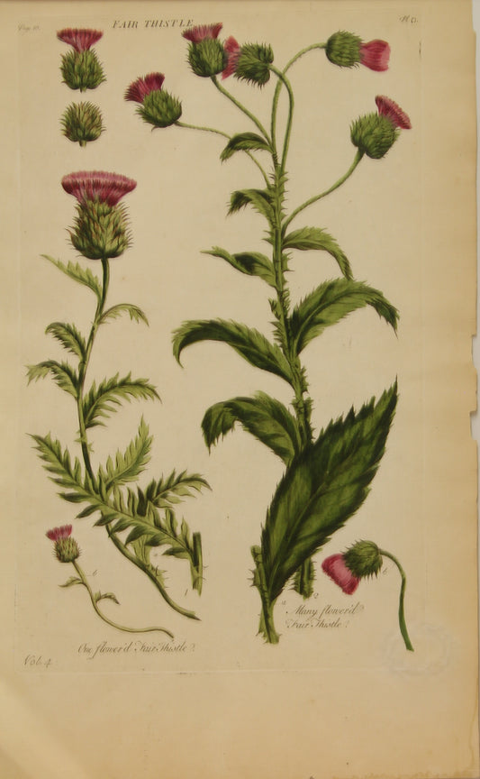 Botanical, Hill, Sir John: Fair Thistle, The Vegetable System, London:  1770-1775.