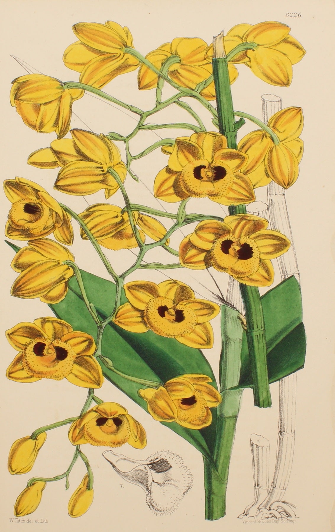 Botanical, Fitch W, Dendrobium Fuscatum  Plate 6226 , 1876