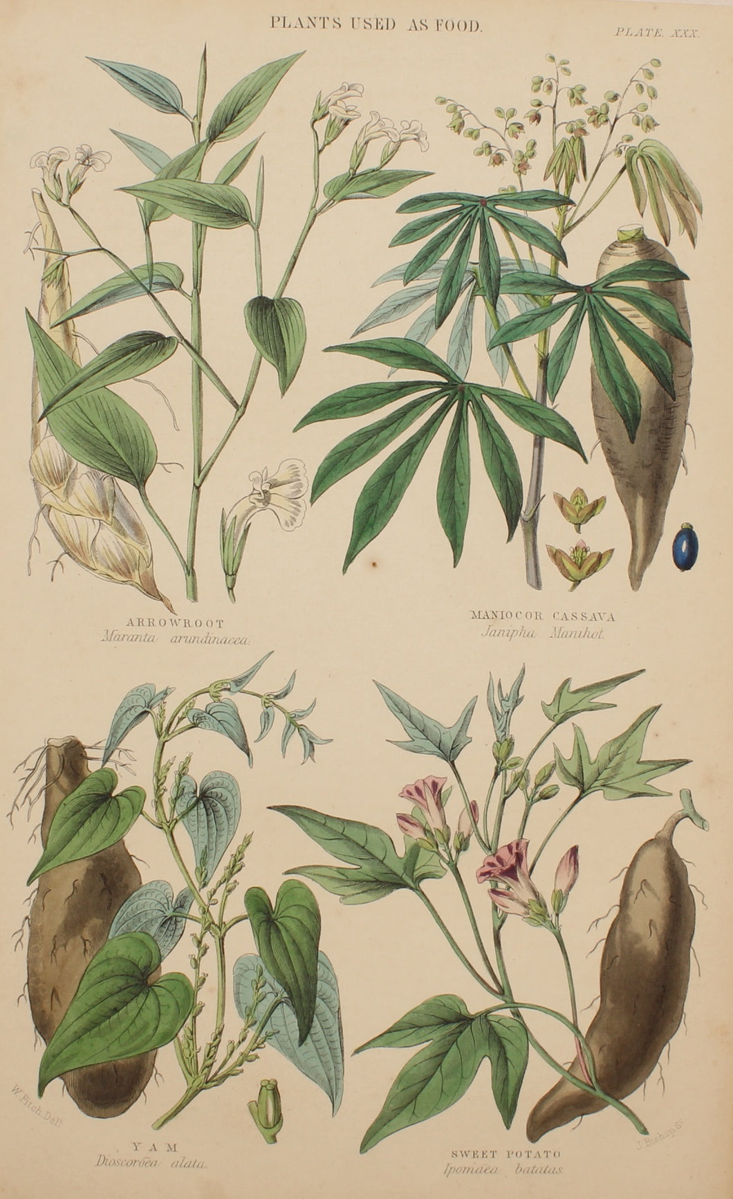Botanical, Fitch W, Plants used as Food, Plate XXX, 1850