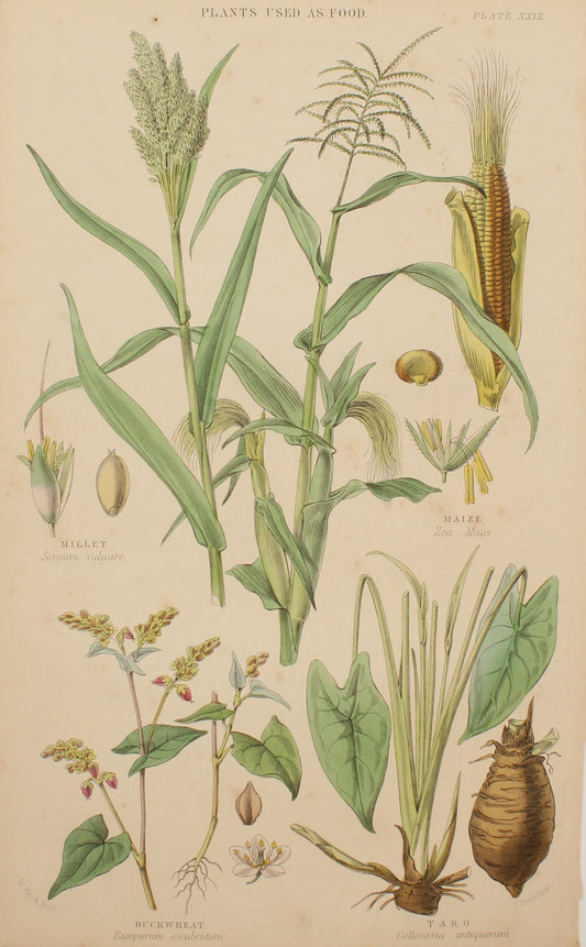 Botanical, Fitch, Plants used as Food, Plate XXIX, 1850