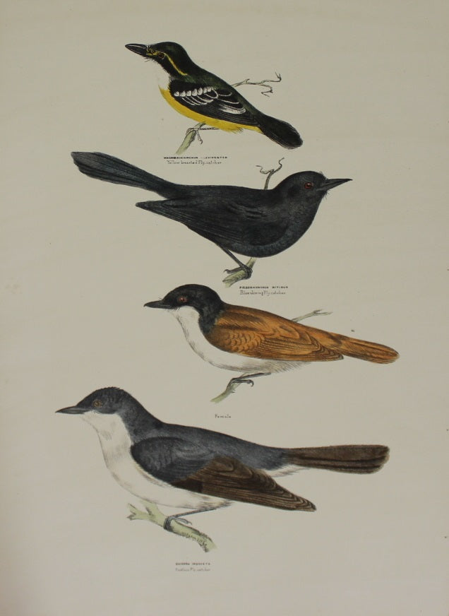 Bird, Diggles Silvester, Fly Catchers, Published in Brisbane, 1866-1870