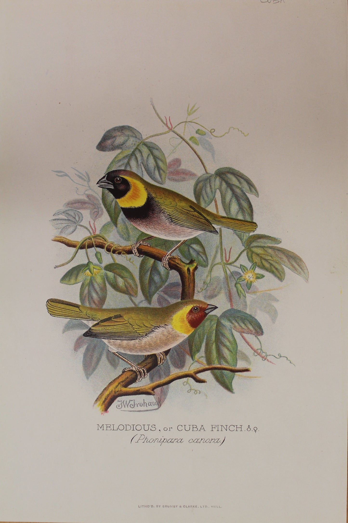 Bird, Frohawk, Frederick W, Melodious or Cuba Finch, c1896, Africa