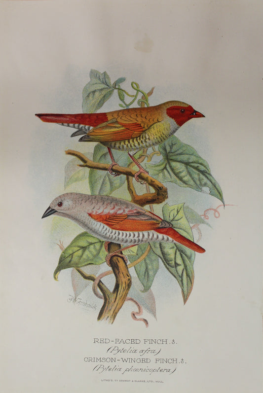 Bird, Frohawk, Frederick W Red-Faced Finch, Crimson-Winged Finch , c1896