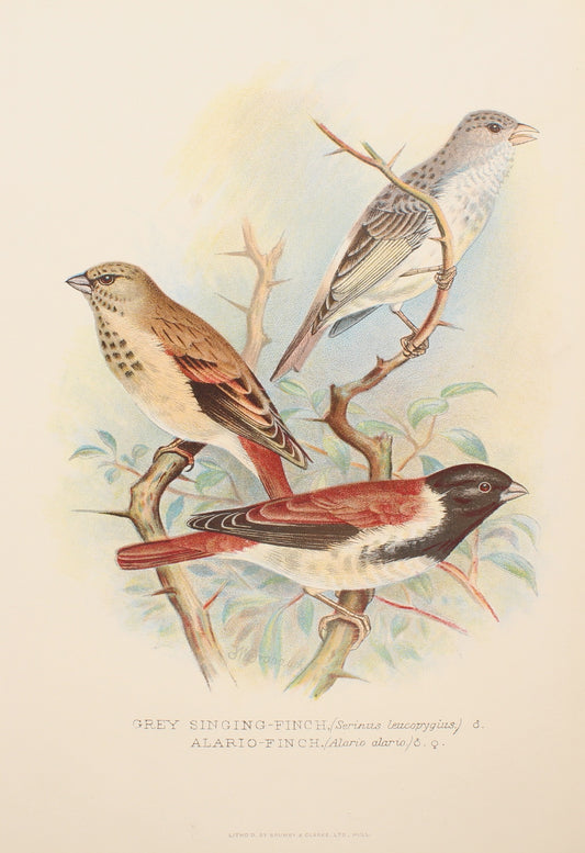 Bird, Frohawk, Frederick W, Grey Singing Finch, c1896