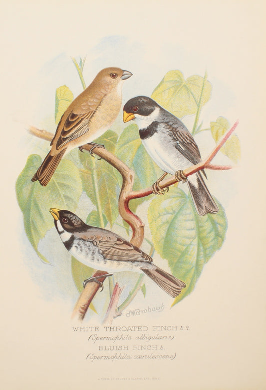 Bird, Frohawk, Frederick W, White Throated Finch, Bluish Finch, c1896