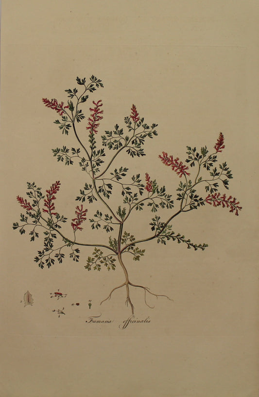 Botanical, Curtis William, Fumaria Officinalis, Common Fumitory, Flora Londonensis, c1817