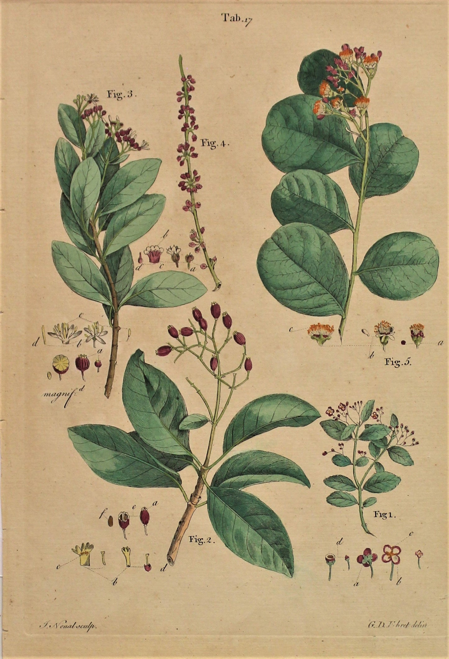 Botanical, Ehret Georg Dionysius, Unamed Botanicals, Figures 1,2,3,and 4, Tab 17