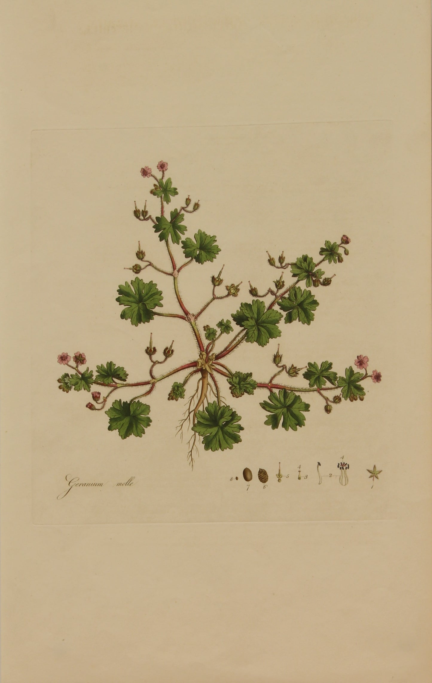 Copy of Botanical, Curtis William, Geranium Molle, Flora Londinensis, c1817