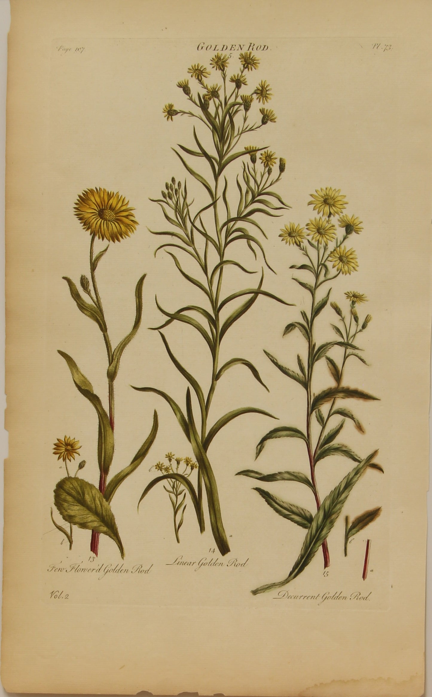 Botanical, Hill, Sir John: Golden Rod, The Vegetable System, London:  1770-1775.