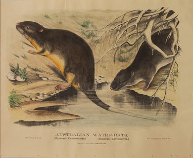 Animal, Gould John, Australian Water Rats, c1869, Reproduction