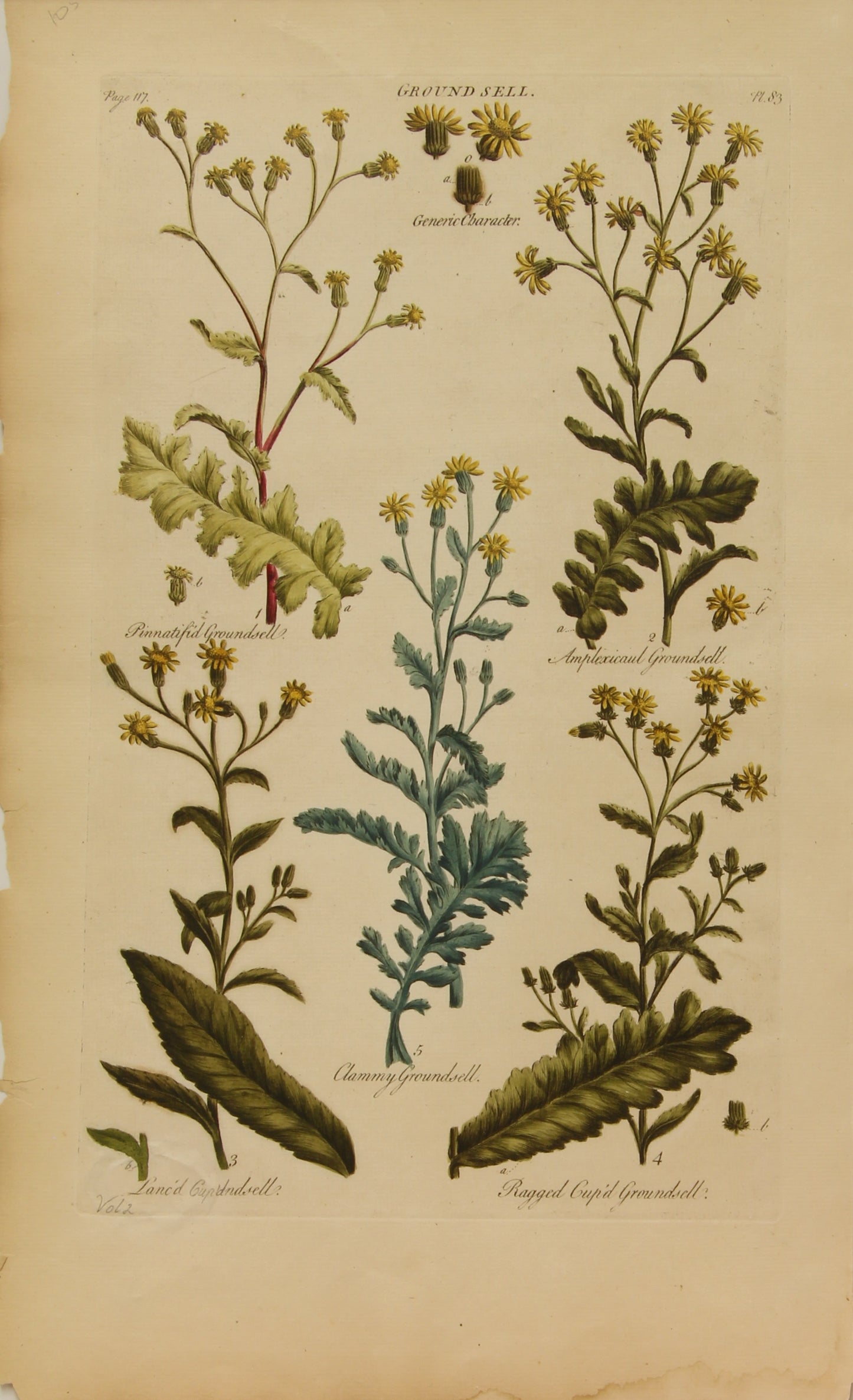 Botanical, Hill, Sir John: Ground Sell, The Vegetable System, London:  1770-1775.