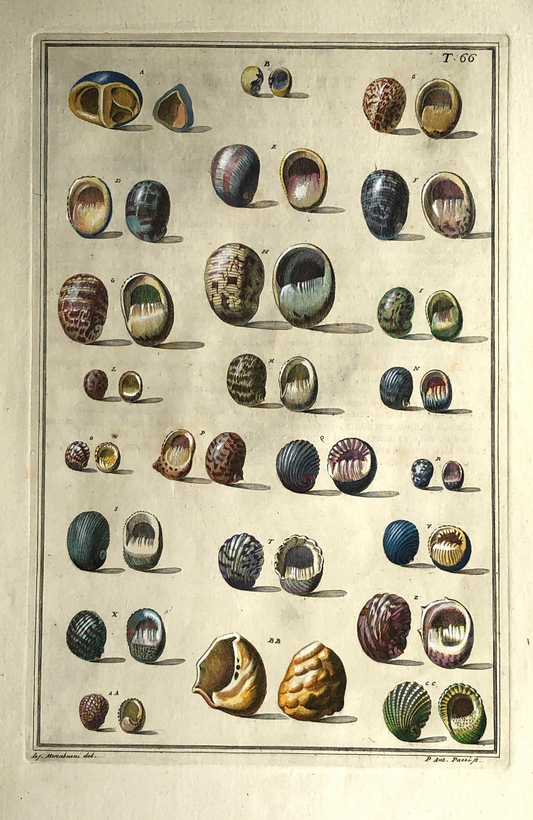 Seashells, Gualtieri Niccolo, Plate T 66, Rare, 1742