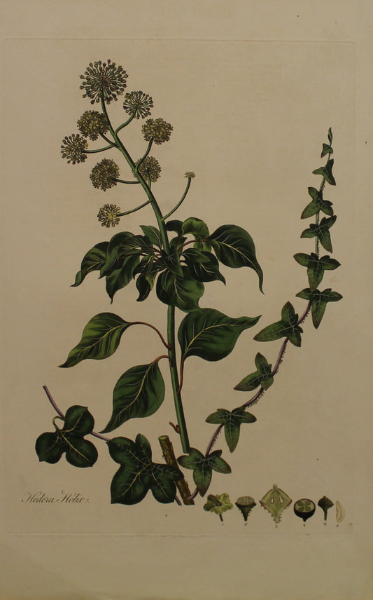 Botanical, Curtis William, Hedera Helix, Ivy, Flora Londonensis, c1817