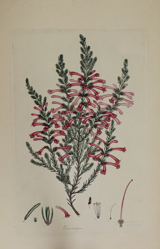 Botanical, Andrews Henry, Erica Lubiflora, Copperplate Engraving,1797