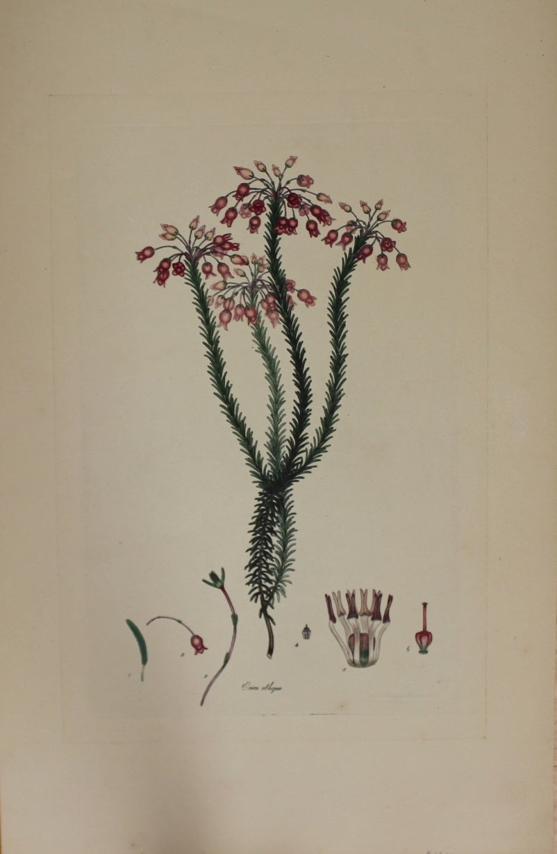Botanical, Andrews Henry, Erica Oblique, Copperplate Engraving, 1797