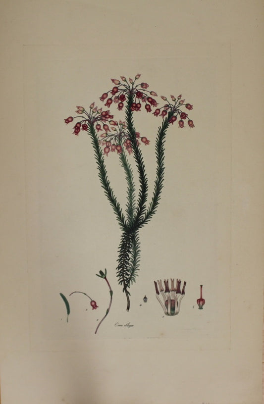 Botanical, Andrews Henry, Erica Oblique, Copperplate Engraving, 1797