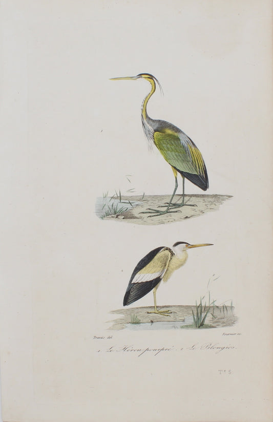 Bird: de Buffon,  Birds by George-Louis Leclerc, Heron, Comte de Buffon, c 1789